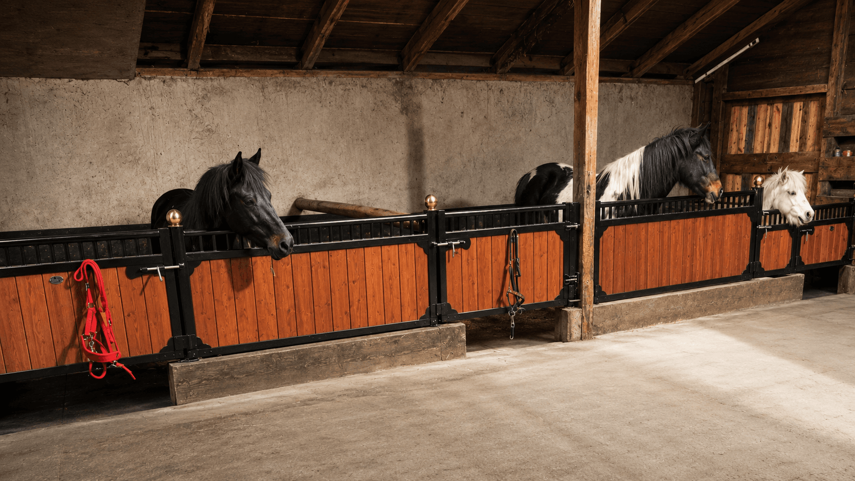 FW8 Pferdeboxen Vorderfront Baron Pony (3mB x 1,20mH) - Bild 3