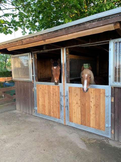 D1 Türen Paddocktür Doppelriegel - Bild 2